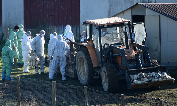 Des canards sont abattus en raison de l'épidémie de grippe aviaire dans une ferme de Lohitzun-Oyhercq, dans le sud-ouest de la France, le 27 janvier 2022. (Photo : GAIZKA IROZ/AFP via Getty Images)