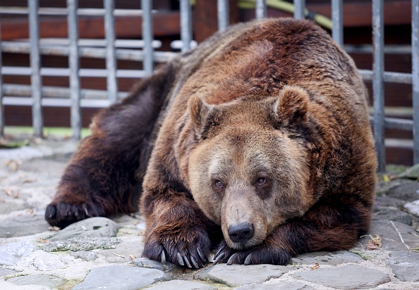  l'ours brun Mark, à l'intérieur de sa cage dans un restaurant de Tirana en Albanie, décembre 2022. (Photo : GENT SHKULLAKU/AFP via Getty Images)