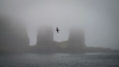 Aux Kerguelen, une journée dans la « capitale » des îles subantarctiques