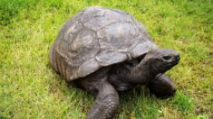 Jonathan, la plus vieille tortue du monde, fête ses 190 ans