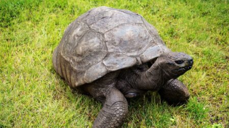 Jonathan, la plus vieille tortue du monde, fête ses 190 ans