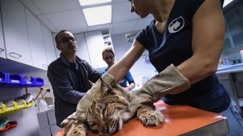 Un lynx blessé est pris en charge par le centre Athenas le 22 février 2023. Le lynx boréal, réintroduit dans le massif du Jura il y a 40 ans, est aujourd’hui menacé par l'homme (Photo : SEBASTIEN BOZON/AFP via Getty Images)