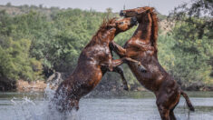 Une photographe brave les serpents et la chaleur de l’Arizona pour prendre d’incroyables photos de chevaux sauvages