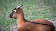 «Ils sont calmes, gentils, apprivoisés»: 50 chèvres alpines et 50 moutons d’Ouessant cherchent d’urgence des familles d’adoption