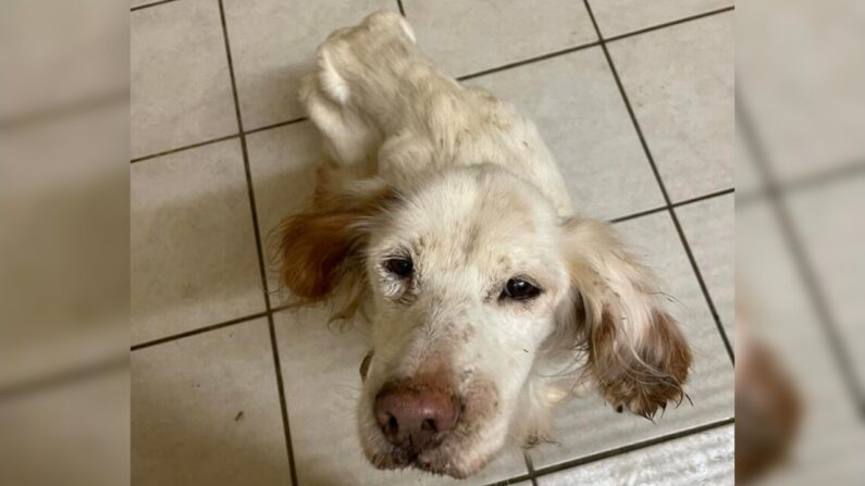 Quand elle a été retrouvée, la chienne ne pesait plus que 8 kg. (Crédit photo : Refuge de Buigny-Saint-Maclou)