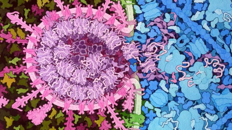 Le SARS-CoV-2 pénètre par effraction dans les cellules. Des interactions complexes que l'intelligence artificielle peine encore à décrire.
Illustration by David S. Goodsell, RCSB Protein Data Bank