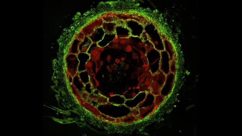 Section transversale d’une racine courte de Pin colonisée par le champignon ectomycorhizien Cenococcum geophilum observée au microscope confocal. ©Maira de Freitas Pereira, INRAE, Photo fournie par l'auteur