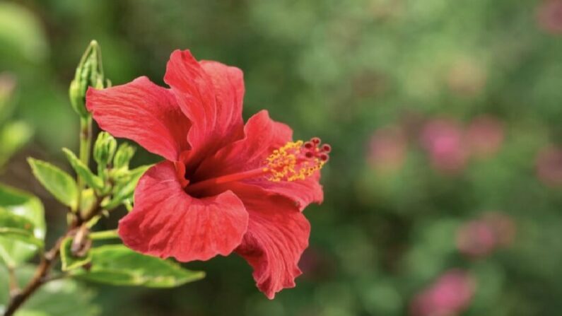 Le 21 octobre 2022, les dernières recherches en Corée du Sud montrent que la gossypétine de l'hibiscus peut réduire efficacement les troubles cognitifs des patients atteints de la maladie d'Alzheimer. (Shutterstock)