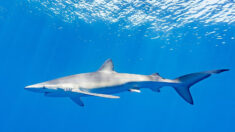 Une adolescente tuée par un requin en Australie