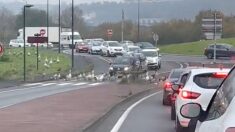 Pas-de-Calais : des dizaines d’oies traversent sagement au passage piéton d’un rond-point