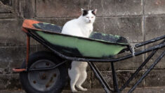 Un photographe capture les manigances loufoques des chats de gouttière au Japon