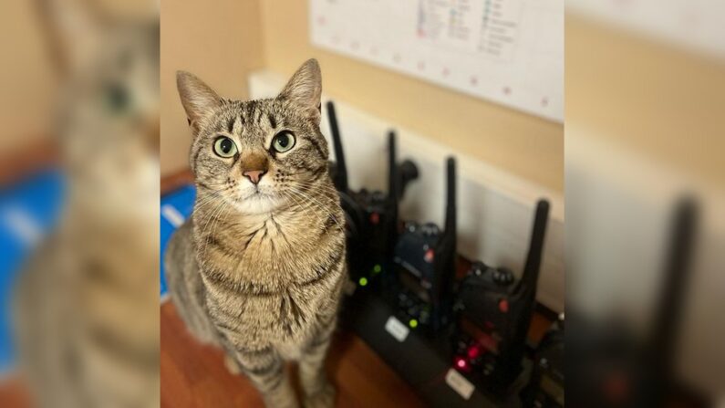 Crédit photo : Instagram "dix_sept_un_chat_policier"