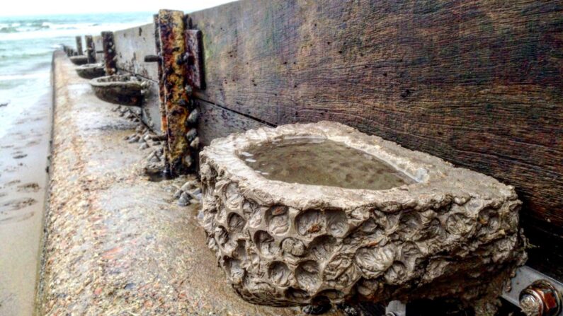 Des rockpools le long d'une digue (photo : Facebook Marineff)