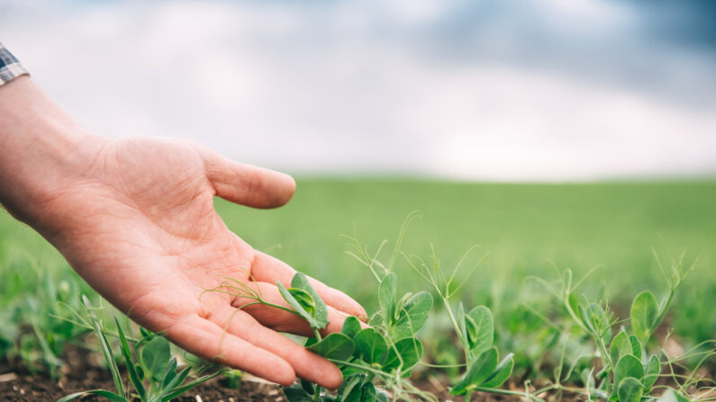 Des pousses de pois. (Hryshchyshen Serhii/Shutterstock)