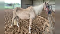 Une jument gravement émaciée subit une incroyable transformation après avoir été secourue, la voilà prête à être adoptée