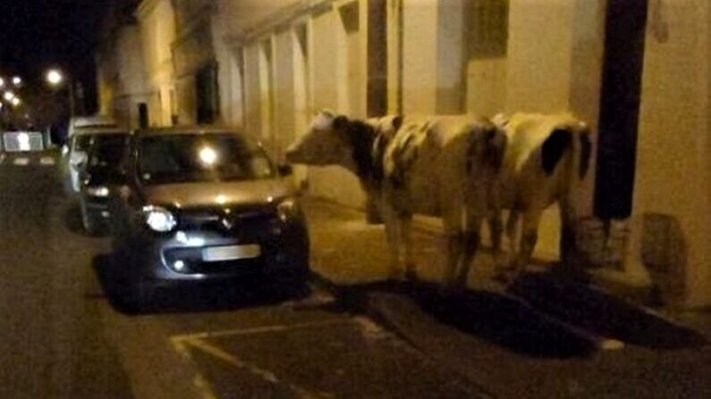 Crédit photo : Police nationale de Charente-Maritime (Facebook)