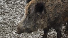 Vendée : un sanglier abattu par la police en plein centre-ville de La Roche-sur-Yon