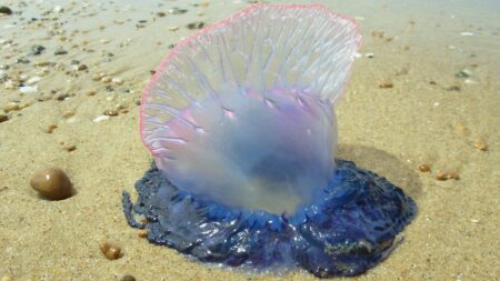 Vendée : des physalies découvertes échouées sur plusieurs plages