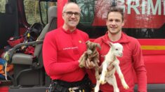 Gard: les pompiers sauvent des chevreaux piégés sous une falaise