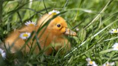 Biodiversité : halte au catastrophisme !