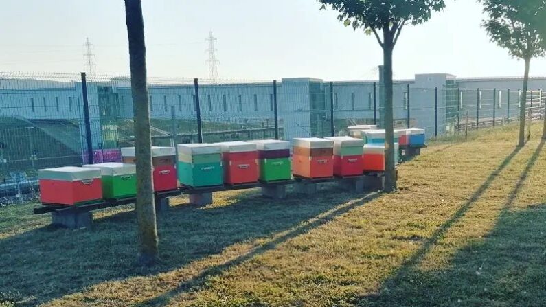 Mise en place du nouveau rucher à la gare sncf Champagne-Ardenne TGV - (Crédit photo : Api Compagnie - Facebook)