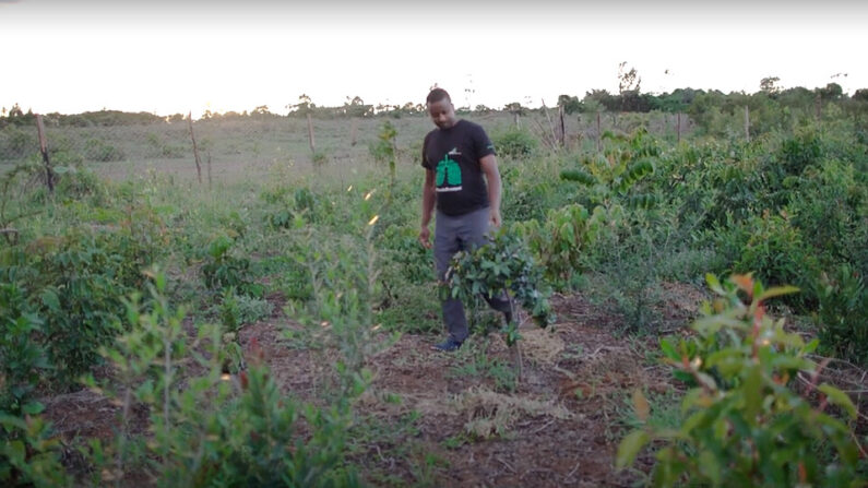 Une capture d'écran du fondateur de la Miti Alliance, Michael Waiyaki, inspectant des plantes au musée de l'arbre Naro Moru, par Voices for Just Climate Action sur YouTube.