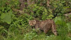 Le chat sauvage de plus en plus présent en France, notamment en Côte-d’Or