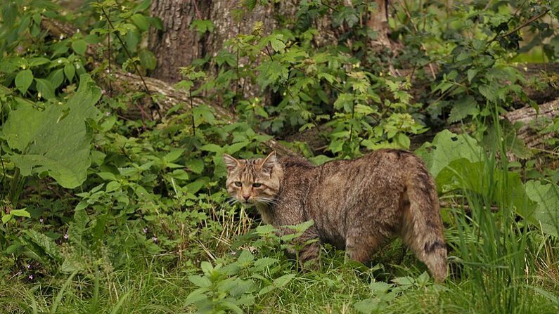 Le chat sauvage aime les espaces verts (Michael Gabler)