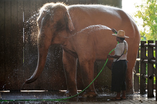 Un gardien donne un bain à un éléphant blanc dans l'enceinte de la pagode Uppatasanti à Naypyidaw. (Photo: THET AUNG/AFP via Getty Images)