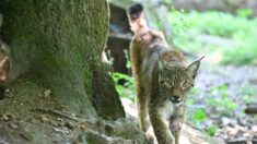 Nord: un lynx se promenait-il vraiment dans la campagne lilloise?