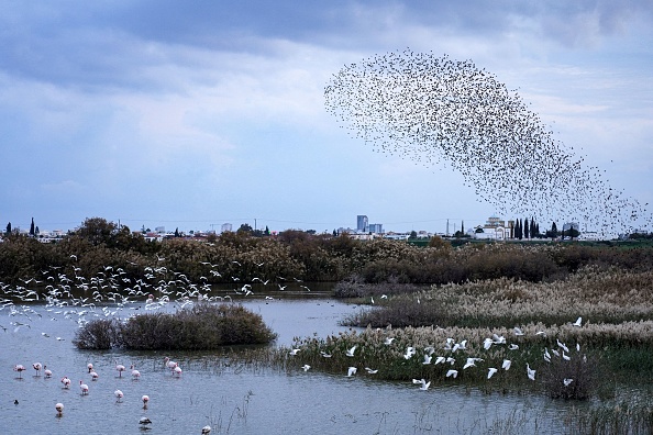 Une nuée d'étourneaux survole des flamants roses se nourrissant dans un lac du village d'Oroklini, dans le sud de Chypre, le 11 janvier 2023. (Photo : ETIENNE TORBEY/AFP via Getty Images)