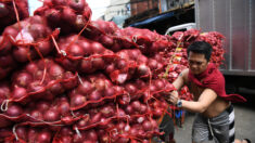 Aux Philippines, l’oignon devenu bien de luxe atteint des prix à pleurer