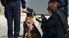 Côte-d’Or : un chien malinois ayant subi des maltraitances intègre la police