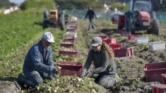 Sur l’île de Noirmoutier, les agriculteurs réutilisent les eaux usées, car «il n’y a pas de nappes phréatiques d’eau potable»