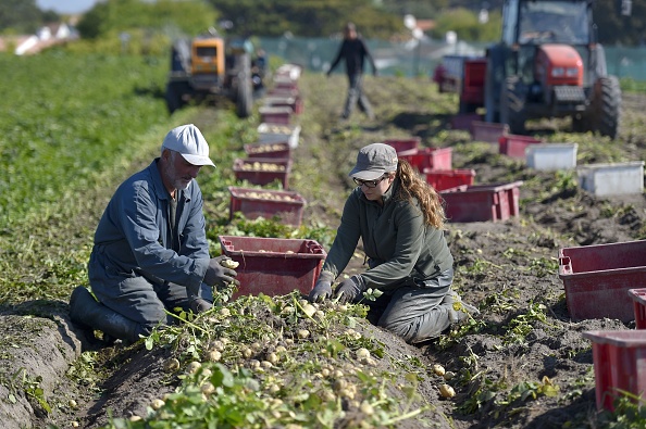 Des personnes ramassent des pommes de terre "bonnotte" dans un champ à Noirmoutier-en-l'île. (LOIC VENANCE/AFP via Getty Images)