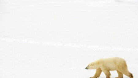 Alaska : un ours polaire tue une jeune femme et son fils âgé d’un an