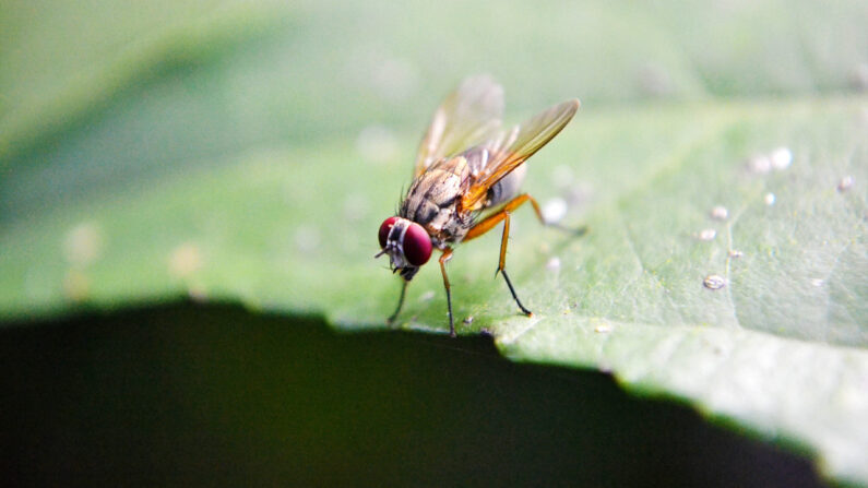 Une mouche dite des fruits. (Photo du site: Hippopx.com)