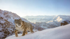 Le concours « Nature Photographer of the Year » présente les photos primées parmi les 20.000 candidatures reçues du monde entier