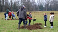 Lot : plusieurs arbres fruitiers plantés par des enfants ont été volés