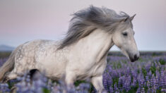 Une photographe capture des clichés fascinants de chevaux islandais dans des paysages magnifiques