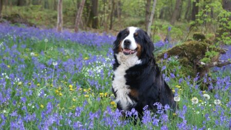 La race d’un chien influence sa personnalité – mais son propriétaire aussi