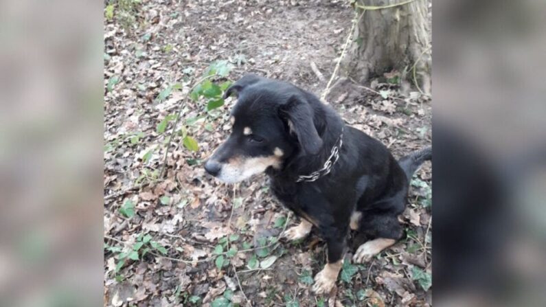 Un chien retrouvé attaché à un arbre, abandonné en pleine forêt à Marommeen Seine-Maritime. (Photo de la Mairie de Maromme)