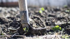 Oise : un agriculteur vend lui-même ces légumes bio (à 1 euros) pour cause de « légers défauts esthétiques »