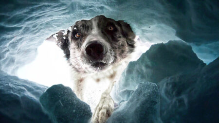 Les Dog Photography Awards révèlent les meilleures photos de chiens de 2022: chien de sauvetage en montagne, chien jouant au frisbee, etc.