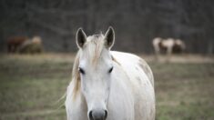 « La clôture est intacte »: une femme lance un appel après le vol de son cheval