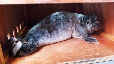 Un jeune phoque échoué et blessé recueilli par l’aquarium de Biarritz