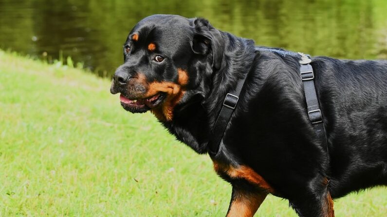 Un Rottweiler - Pixabay (illustration)