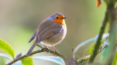 Observez et comptez les oiseaux dans votre jardin pour aider la  Ligue pour la protection des oiseaux