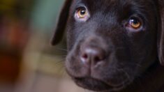 Abandonnés en forêt, les chiots sauvés par Estelle ont trouvé une famille d’accueil