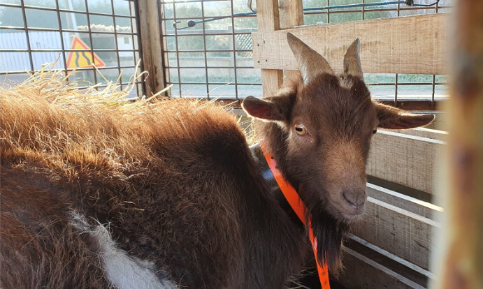 Ce bouc nain a nargué pendant huit mois les militaires qui essayaient de le capturer près de l'A71. (Gendarmerie du Loiret)